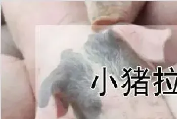 小猪拉稀怎么办