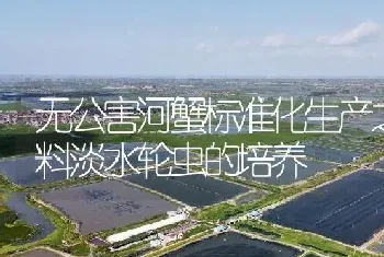 无公害河蟹标准化生产之饲料淡水轮虫的培养