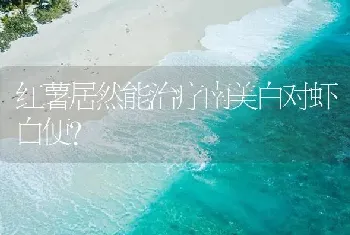 红薯居然能治疗南美白对虾白便?