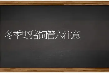 冬季野猪饲管六注意