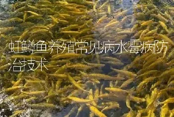 虹鳟鱼养殖常见病水霉病防治技术