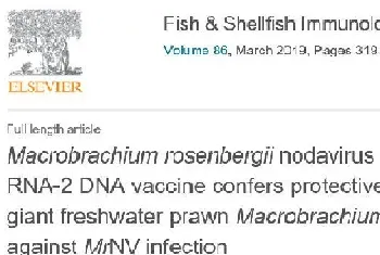 论文解读：FSI,突破：罗氏沼虾白尾病DNA疫苗