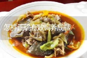 怎样正确有效饲养成鳖