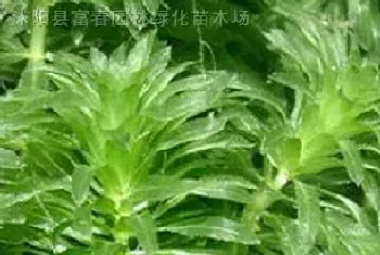 虾蟹池塘水草栽种和养护方法