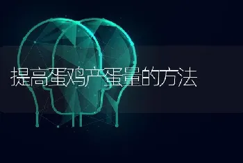 提高蛋鸡产蛋量的方法