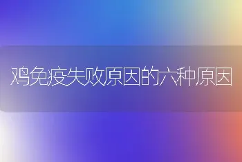 鸡免疫失败原因的六种原因