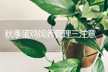 秋季蛋鸡饲养管理三注意