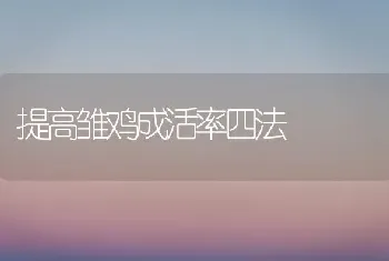 提高雏鸡成活率四法