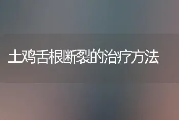 土鸡舌根断裂的治疗方法