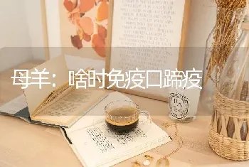 母羊：啥时免疫口蹄疫