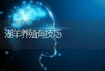 湖羊养殖有技巧