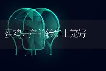 蛋鸡开产前转群上笼好