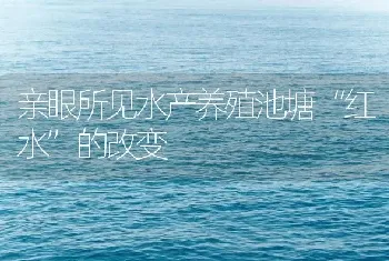 亲眼所见水产养殖池塘“红水”的改变