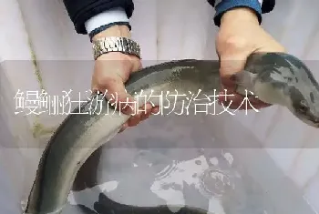 鳗鲡狂游病的防治技术