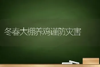 冬春大棚养鸡谨防灾害