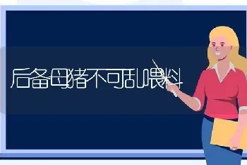 后备母猪不可乱喂料