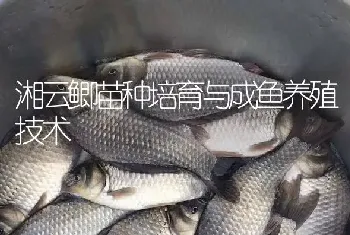 湘云鲫苗种培育与成鱼养殖技术