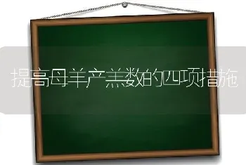 提高母羊产羔数的四项措施