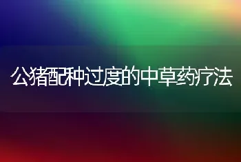 公猪配种过度的中草药疗法