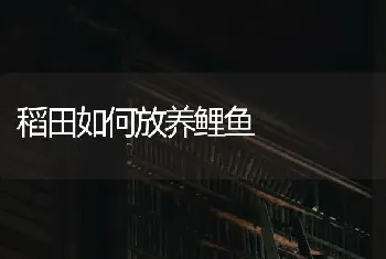 稻田如何放养鲤鱼