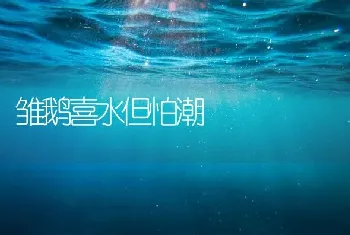 雏鹅喜水但怕潮