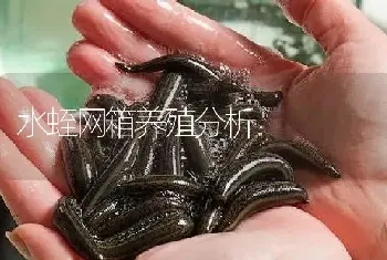 水蛭网箱养殖分析