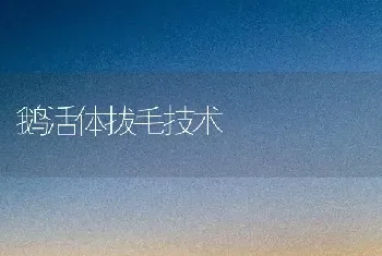 鹅活体拔毛技术