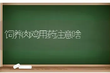 饲养肉鸡用药注意啥