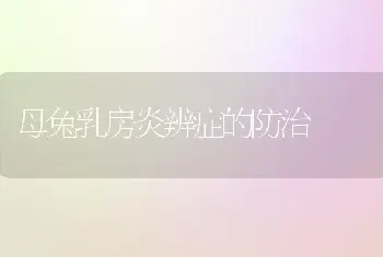 母兔乳房炎辨症的防治