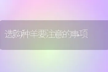 选购种羊要注意的事项