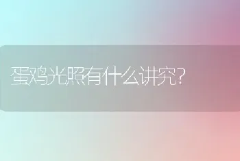 蛋鸡光照有什么讲究?