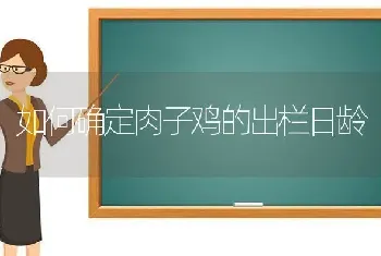 如何确定肉子鸡的出栏日龄