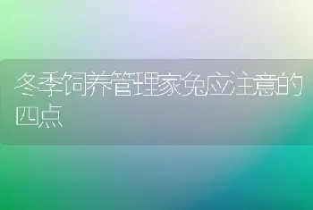 冬季饲养管理家兔应注意的四点