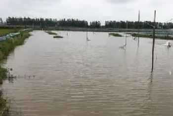 [每周一例]降雨缺氧诱发小龙虾白斑综合征死亡