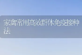 家禽常用高效群体免疫接种法