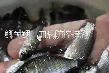 鲫鱼鳃出血病防控措施