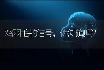 鸡羽毛的信号,你知道吗?