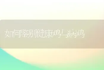 如何鉴别健康鸡与病鸡