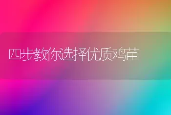 四步教你选择优质鸡苗