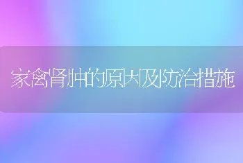 家禽肾肿的原因及防治措施