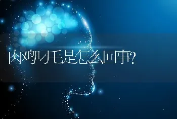 肉鸡叼毛是怎么回事?