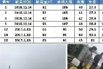 冬棚对虾养殖成功率100%！看技术达人如何手到“钱”来