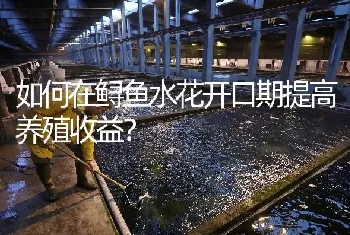 如何在鲟鱼水花开口期提高养殖收益?