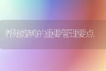 养殖媒鸭的重要管理要点