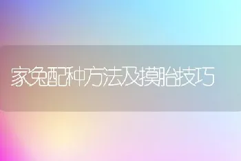 家兔配种方法及摸胎技巧