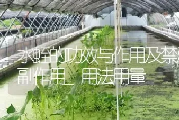 水蛭的功效与作用及禁忌 副作用 用法用量