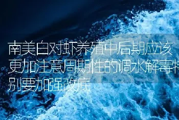 南美白对虾养殖中后期应该更加注意周期性的调水解毒特别要加强改底