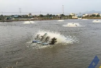 海鲈池塘消毒后海鲈鱼再游水的处理方法