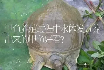 甲鱼养殖过程中水体发丑养出来的甲鱼好看?