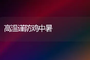 高温谨防鸡中暑